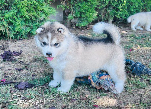 cachorros husky gris 3