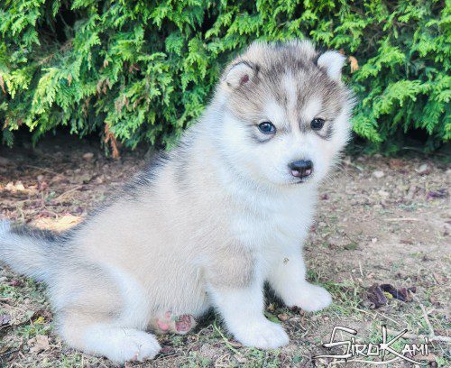 cachorros husky gris 4