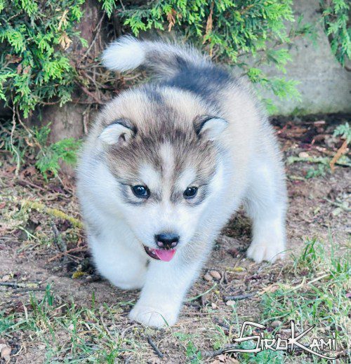 cachorros husky gris 5