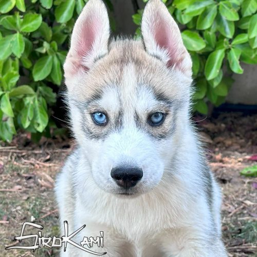 husky blanco con gris husky gris