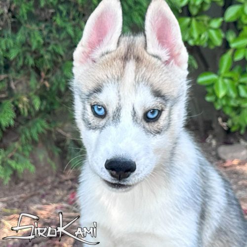 husky gris ojos azules