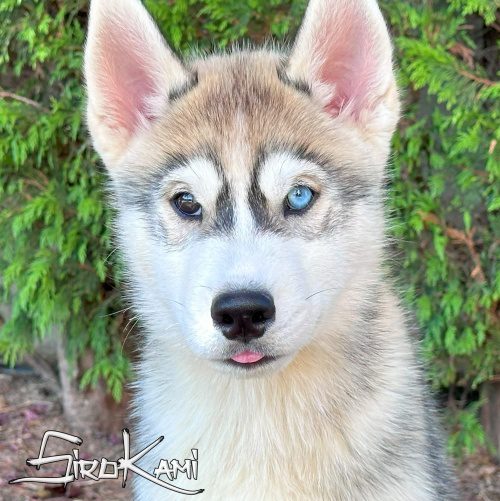 husky ojo bicolor husky ojos de dos colores