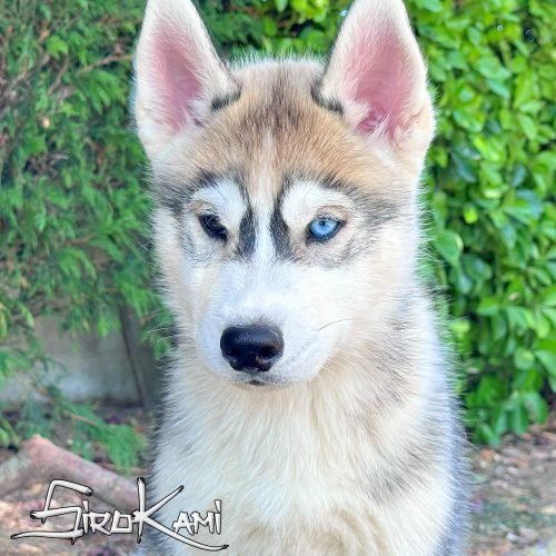 husky ojos bicolor husky cachorro