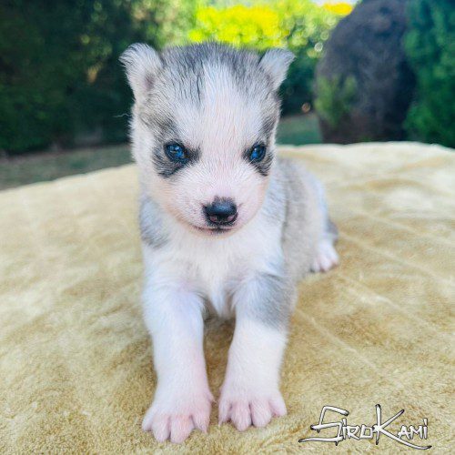 cachorro husky kami del sirokami 2
