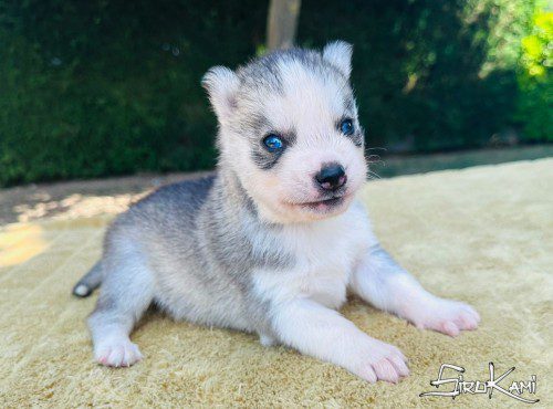 cachorro husky kami del sirokami 3