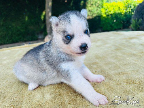 cachorro husky kami del sirokami 4