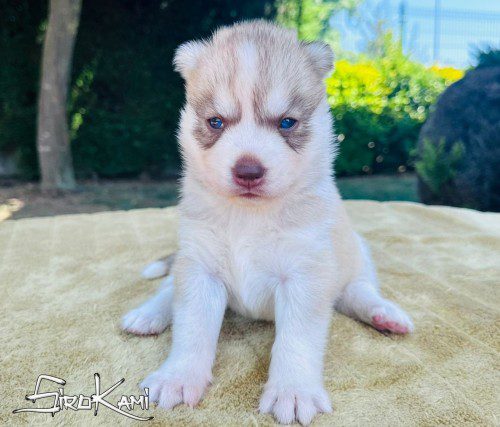 cachorro husky sanya del sirokami 2