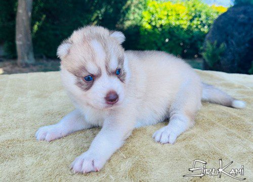 cachorro husky sanya del sirokami 3