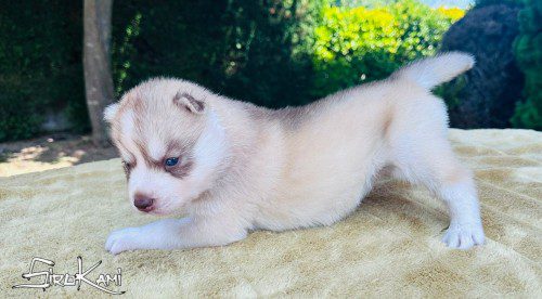 cachorro husky sanya del sirokami 4