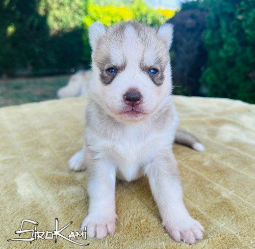 cachorro husky west del sirokami 2