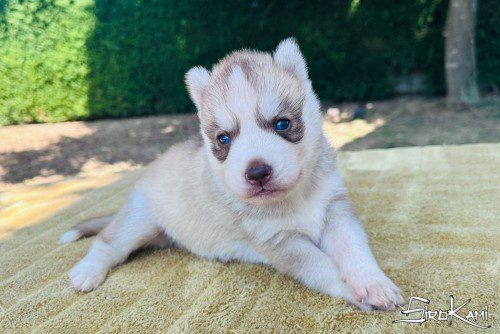 cachorro husky west del sirokami 3