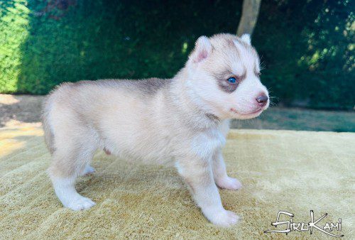 cachorro husky west del sirokami 4