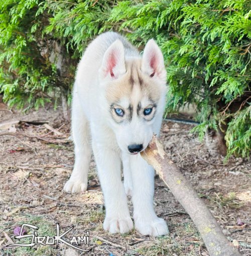 cachorro husky con ojos azules 2