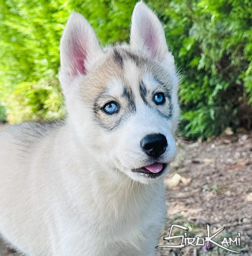 cachorro husky con ojos azules 3