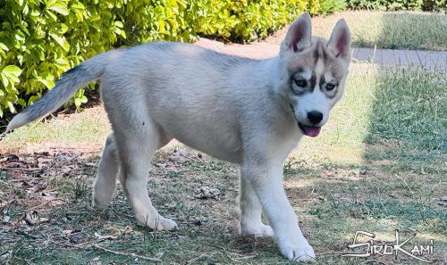 cachorro husky con ojos azules 4