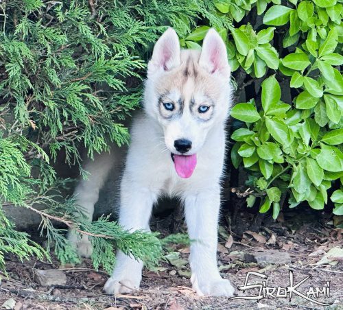 cachorro husky con ojos azules 5