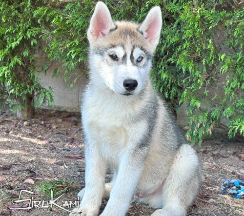 cachorro husky siberiano ojos de dos colores 2