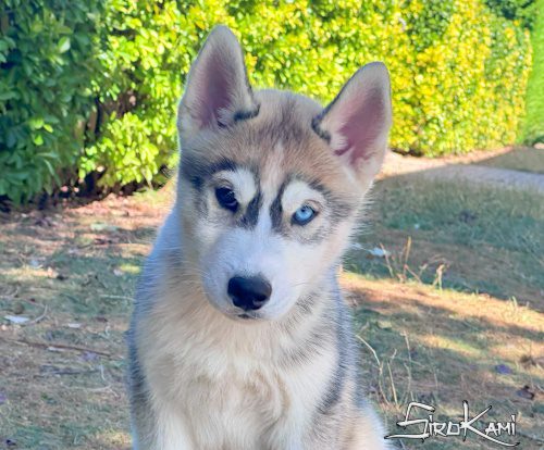 cachorro husky siberiano ojos de dos colores 3