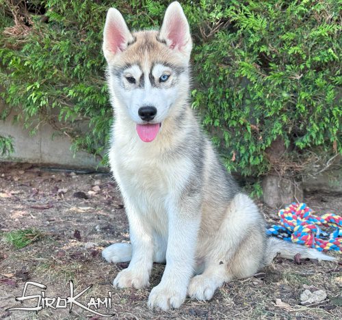 cachorro husky siberiano ojos de dos colores 4