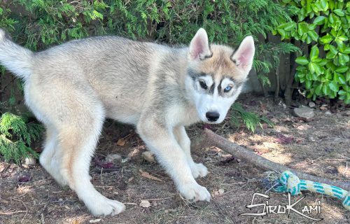 cachorro husky siberiano ojos de dos colores 5