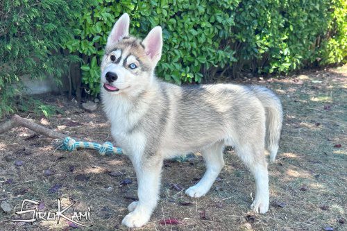 cachorro husky siberiano ojos de dos colores 6