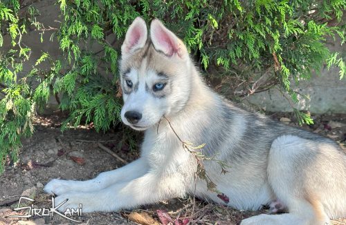 husky blanco con gris 2