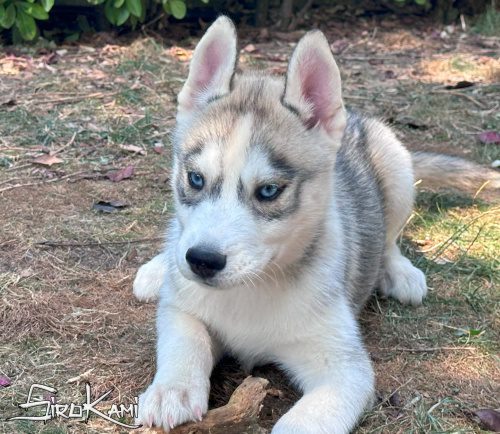 husky blanco con gris 3