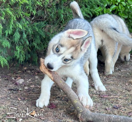 husky blanco con gris 4