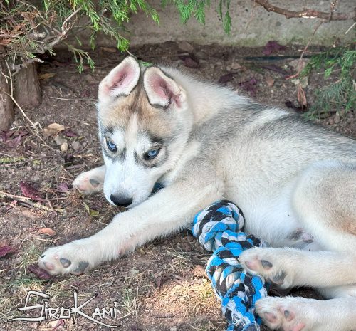 husky blanco con gris 5