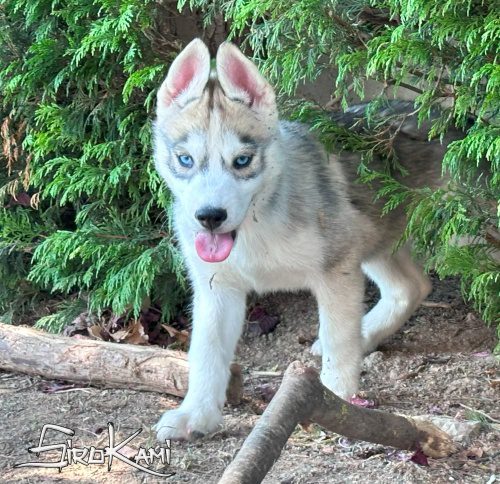 husky blanco con gris 8