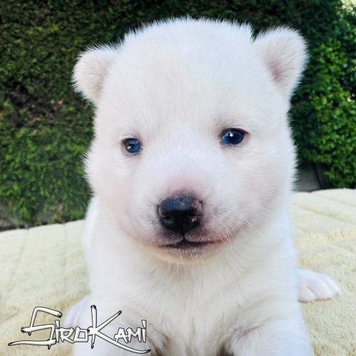 husky blanco ojos azules