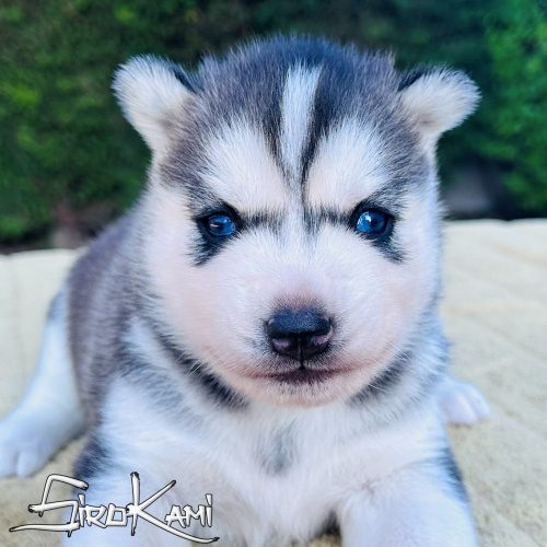 cachorro husky hembra
