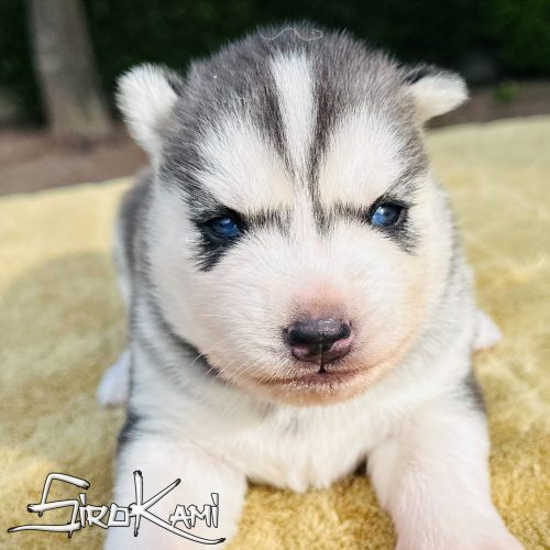 cachorro husky ojos azules nana del sirokami cachorro husky ojos azules