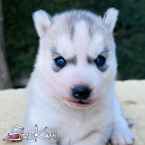cachorro husky ojos azules