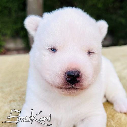 husky blanco con ojos azules minto del sirokami husky blanco con ojos azules