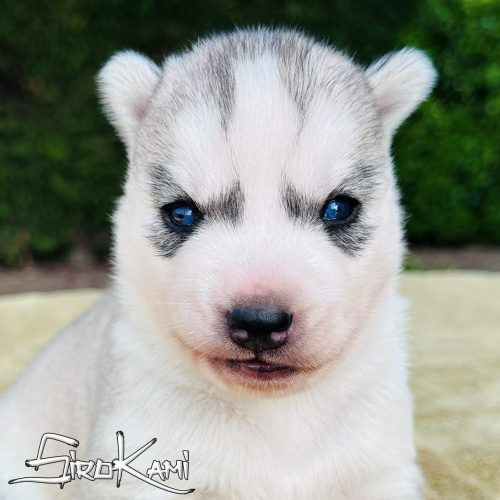 husky ojos azules sirio del sirokami husky ojos azules