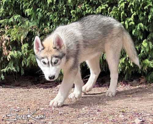 husky ojos diferentes cachorro 2