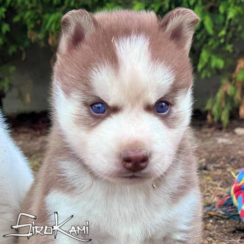 husky rojo