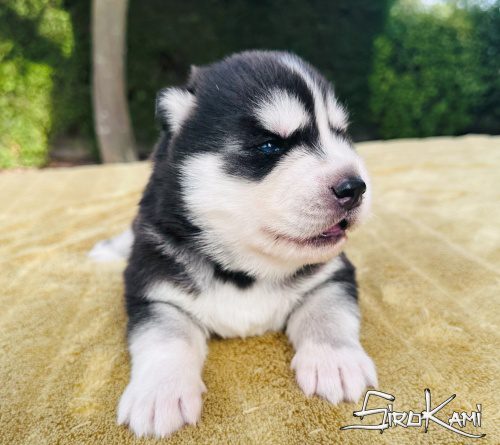 husky siberiano cachorro negro y blanco 2