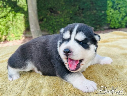 husky siberiano cachorro negro y blanco 3