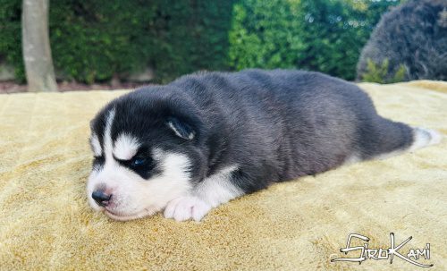 husky siberiano cachorro negro y blanco 4