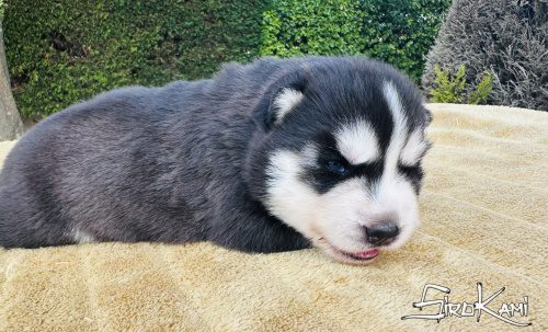 husky siberiano cachorro negro y blanco 5