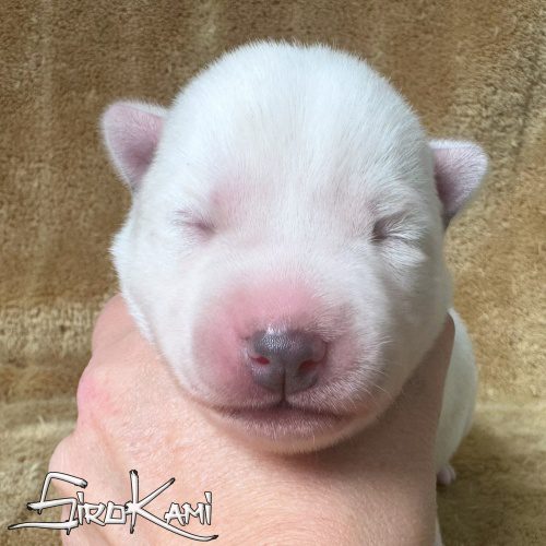 huskys blancos cachorro husky blanco