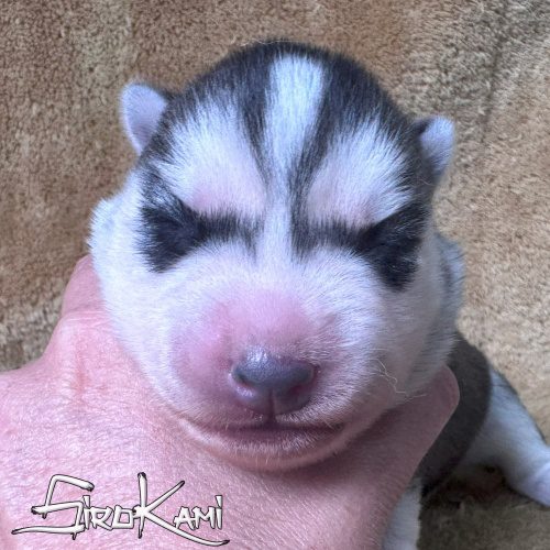 huskys cachorros hembras husky hembra