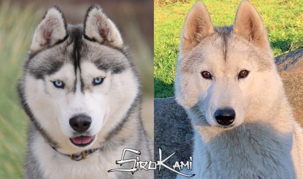 Camada Husky [Meteor & Ch. Ray May] 【Sirokami