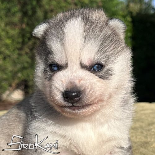husky con ojos azules