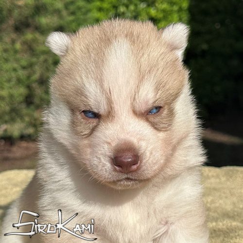 husky con ojos azules