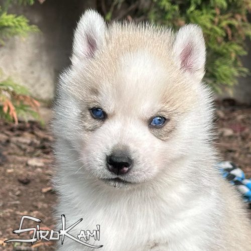 husky gris con ojos azules ash del sirokami husky gris con ojos azules