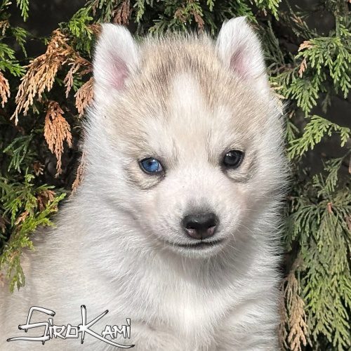 husky gris ojos diferentes