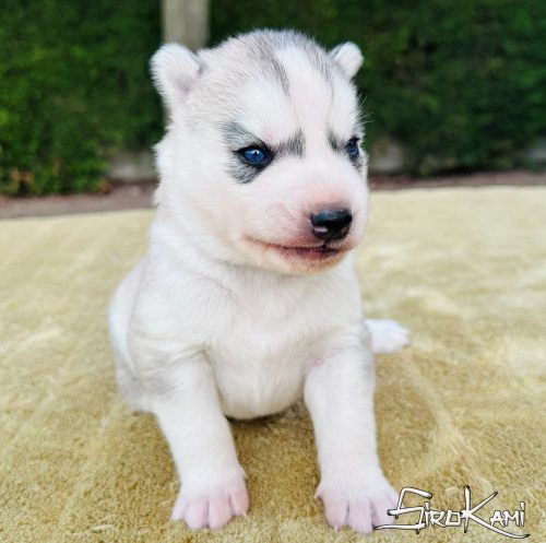 husky ojos azules sirio del sirokami 2